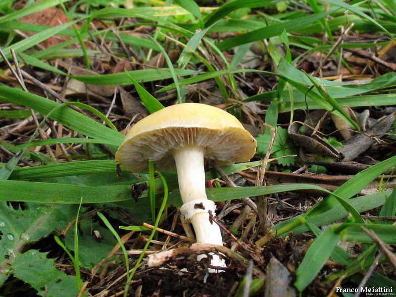 Stropharia coronilla